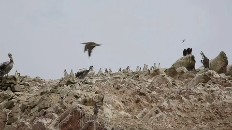 Birsd on a rock 動画素材 103045042