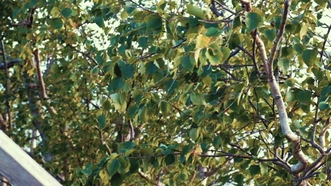 Birsh leaves in the wind Stock Footage 136422214
