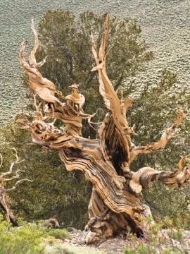 Birstlecone Pine Tree Stock Photos