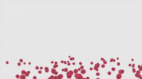 The birth and death of red rose petals down 스톡 동영상 321006818