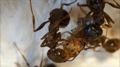 The birth of an ant. Ants help the ant is born Stock Footage 82267589