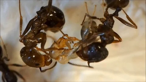 The birth of an ant Stock Footage 82267920