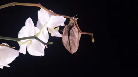 Birth of Attacus Atlas Moth on Orchid Flower Stock Footage 283333191