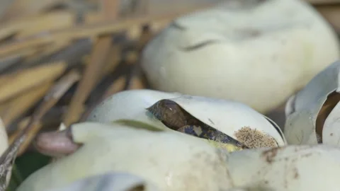 Birth of baby reticulated python hatchin... | Stock Video | Pond5