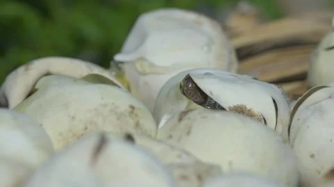 Birth of baby reticulated python hatching from egg 스톡 동영상 251256491