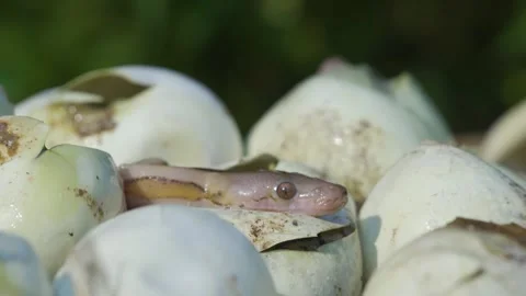 Birth of baby reticulated python hatching from egg 스톡 동영상 251256492