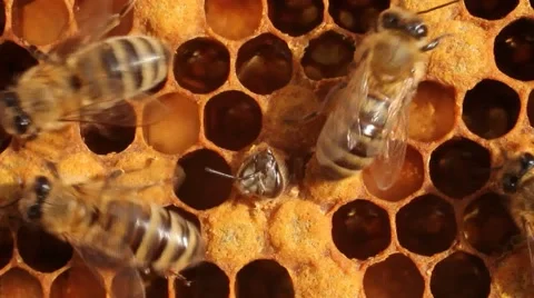 Birth of bee cooling exit Stock Footage 68009919
