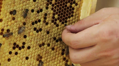 Birth bee Stock Footage 22748094