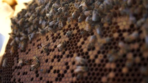 Birth of a bee Stock Footage 184410512