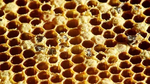 Birth Bee with honeycombs. close-up Stock Footage 45652840