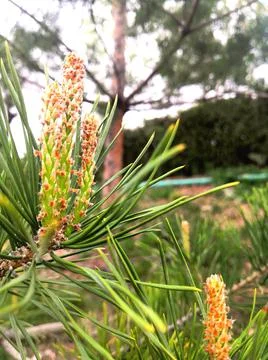 The birth of a bump Stockfoto's