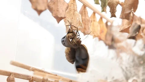 Birth of Butterfly Chrysalis Stock Footage 77844710