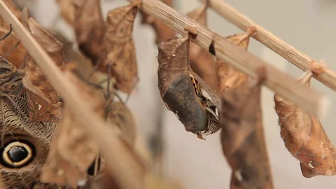 Birth of a butterfly Stock Footage 77843387