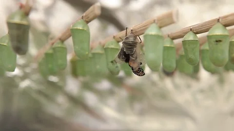 Birth of a butterfly Stock Footage 78235122