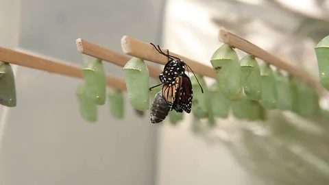 Birth of a butterfly Stockbeeldmateriaal 78238797