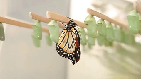 Birth of a butterfly Stock Footage 78238829