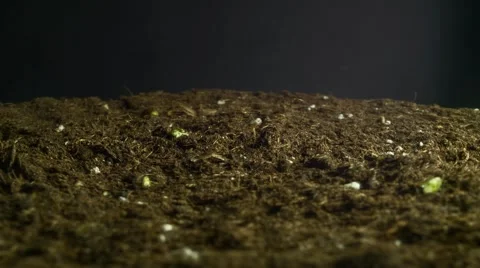 Birth cabbage sprouts Video stock 47857713