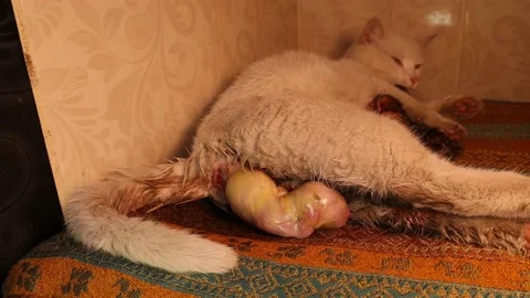 Birth of the cat. Amniotic sac appeared. After birth, the mom cat licks her baby Stock Footage 150226740