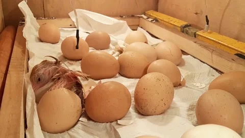 The birth of a chick from an egg in an incubator Stock Footage 153050608