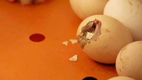 The birth of a chicken in an incubator. Video stock 75617861