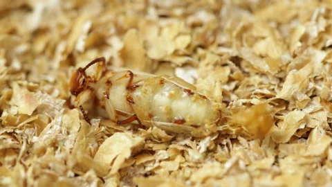 Birth of a chrysalis beetle Video stock 127704298