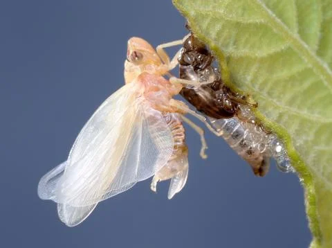 Birth of a cicada (2) Stock Photos