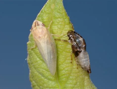 Birth of a cicada (3) Stock Photos