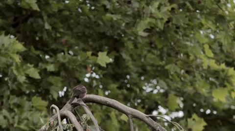 Birth cleaning yourself Vidéo 7502877