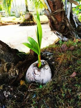 Birth of a coconut Stock Photos