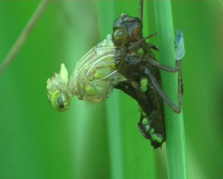 Birth of a dragonfly Stock-Footage 667075
