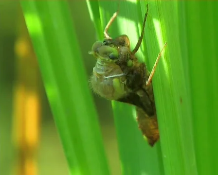 Birth of a dragonfly Video stock 671432