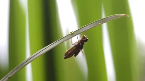 Birth of a dragonfly Stock-Footage 7133447