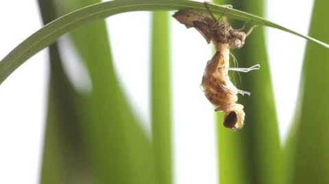 Birth of a dragonfly Stock-Footage 8852617