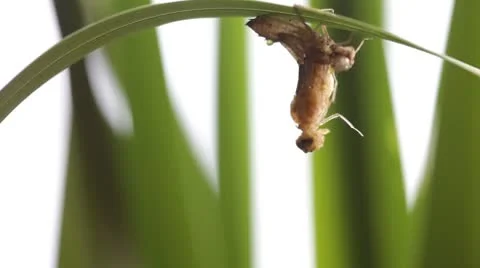 Birth of a dragonfly Stock-Footage 8852643