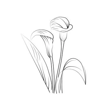 Birth flower vector illustration, beautiful calla flower wall decor Stock Illustration