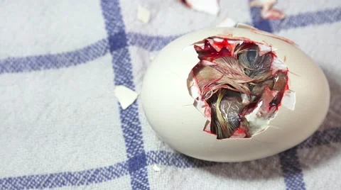 The birth of a hen chicken Stock Footage 62738975