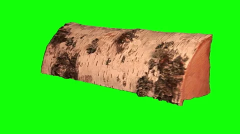 Birth log, lying 02 Stock Footage 48616586