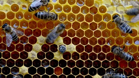 Birth of a new bee. Stock Footage 79678536