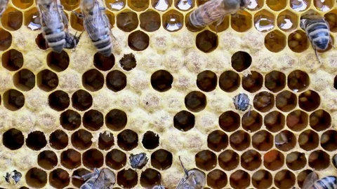 Birth of a new bee. Stock Footage 79727718