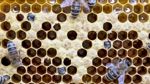 Birth of a new bee. Stock Footage 80218958