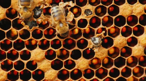 Birth of a new bee, other bees help her get out of the cell Stock Footage 65807593