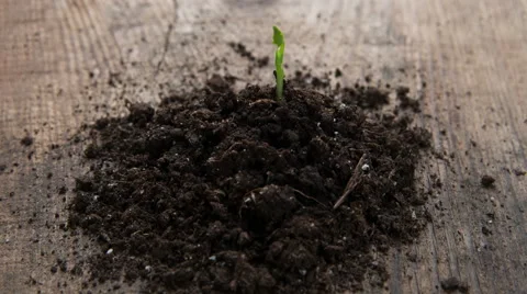 Birth of new life Stock Footage 39998674