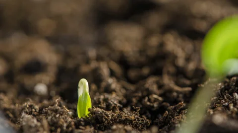 Birth plants Stockbeeldmateriaal 39581696