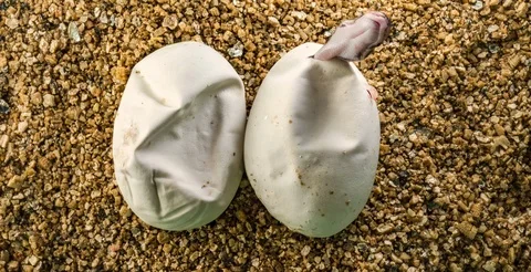 Birth of a Python, 6K Stock Footage 115970055