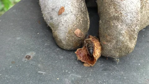 The birth of the queen bee  from queen cell. 스톡 동영상 201100831