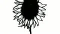 Birth of a sunflower, rotoscoping animation HD Footage