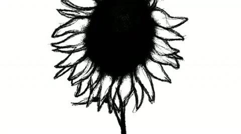 Birth of a sunflower, rotoscoping animation Stock Footage 20543390