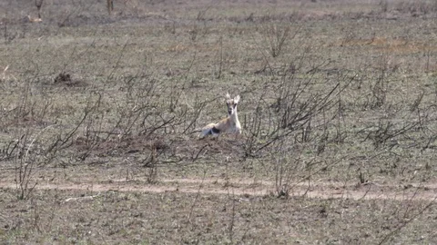 Birth of Thomson Gazelle Stock Footage 125494805