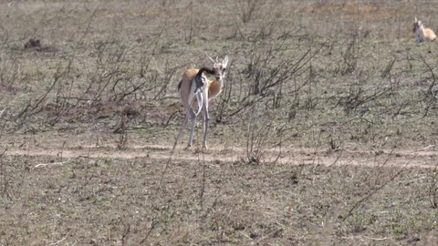 Birth of Thomson Gazelle Stock Footage 125495017
