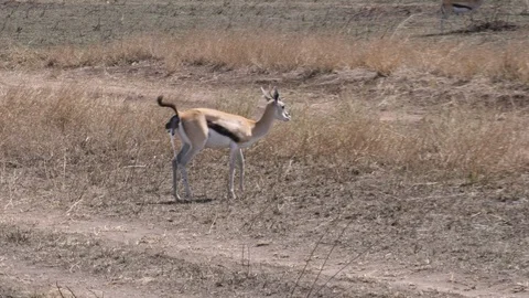 Birth of Thomson Gazelle Stock Footage 125495313